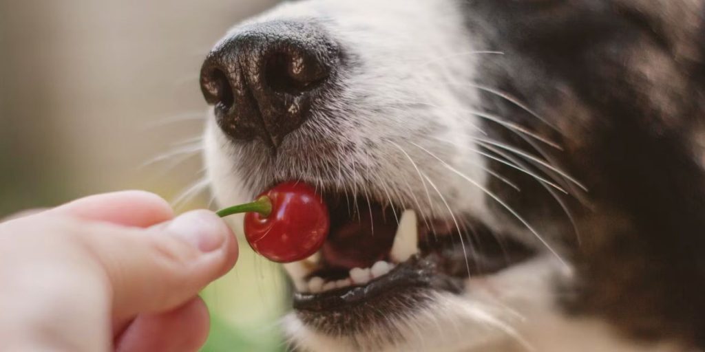 Can dogs eat cherries?