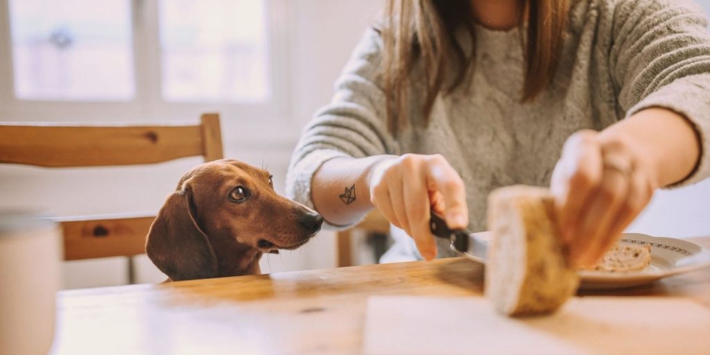 Can dogs eat toast