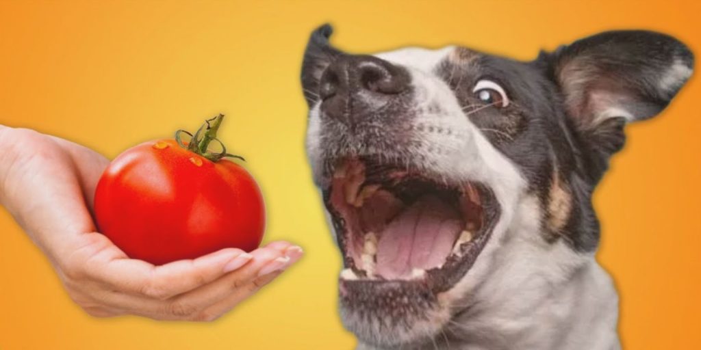 Can dogs eat tomatoes?